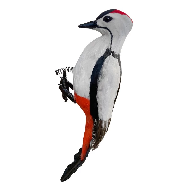 Vogelverschrikker Grote Bonte Specht Met Echte Veren 43 Cm 1 Vogelverschrikker Grote Bonte Specht Met Echte Veren 43 Cm
